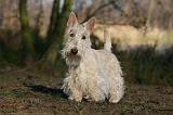 SCOTTISH TERRIER 007